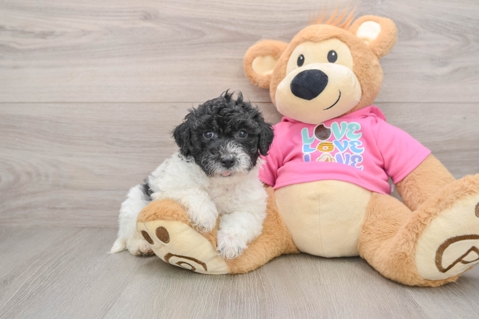 Popular Poochon Poodle Mix Pup