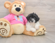 5 week old Poochon Puppy For Sale - Seaside Pups