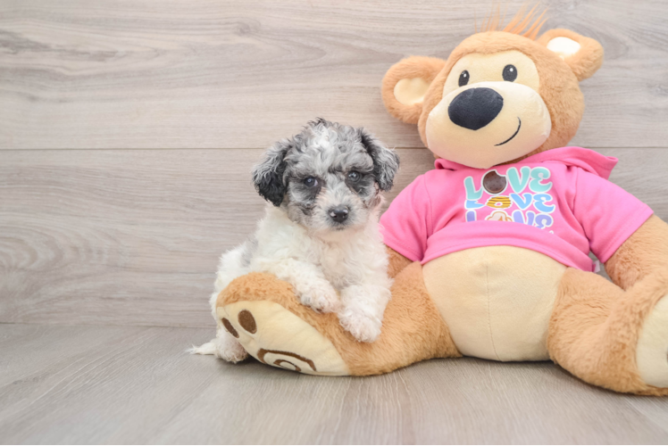 Poochon Pup Being Cute