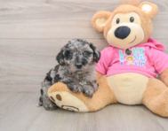 5 week old Poochon Puppy For Sale - Seaside Pups