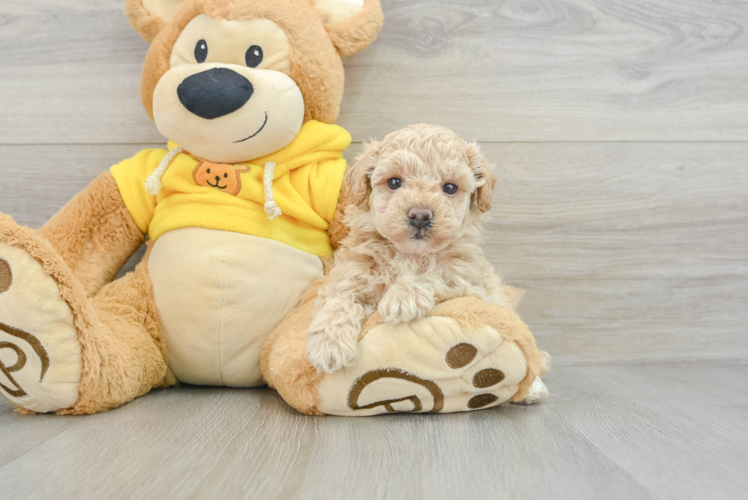 Friendly Poochon Baby