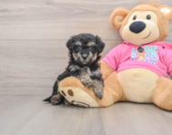 6 week old Poochon Puppy For Sale - Seaside Pups