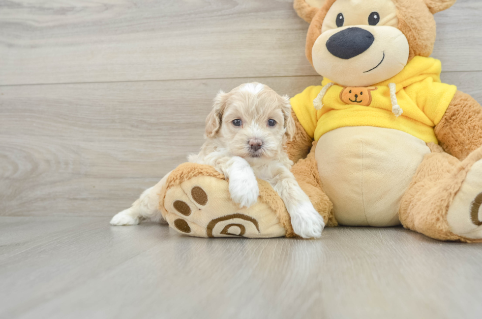 7 week old Poochon Puppy For Sale - Seaside Pups