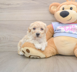 7 week old Poochon Puppy For Sale - Seaside Pups