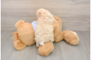 Poochon Puppy for Adoption