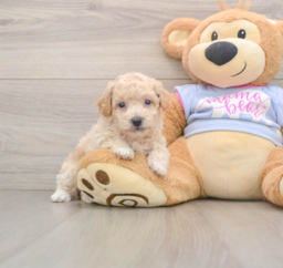 6 week old Poochon Puppy For Sale - Seaside Pups