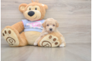 Poochon Puppy for Adoption