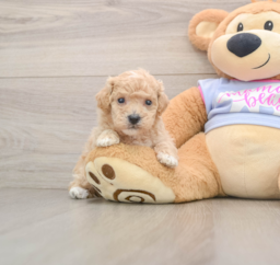 7 week old Poochon Puppy For Sale - Seaside Pups