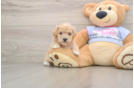 Small Poochon Baby