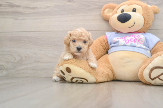 Small Poochon Baby