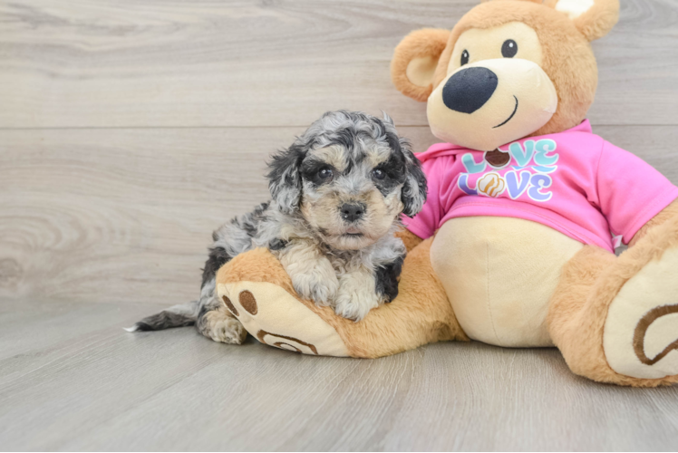Best Poochon Baby