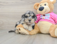 5 week old Poochon Puppy For Sale - Seaside Pups