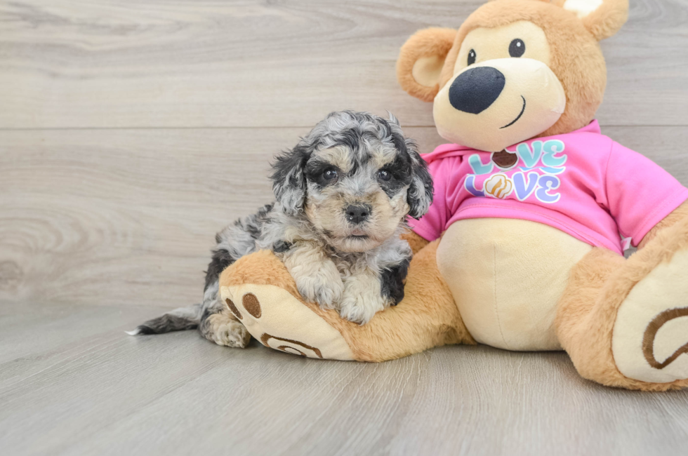 5 week old Poochon Puppy For Sale - Seaside Pups