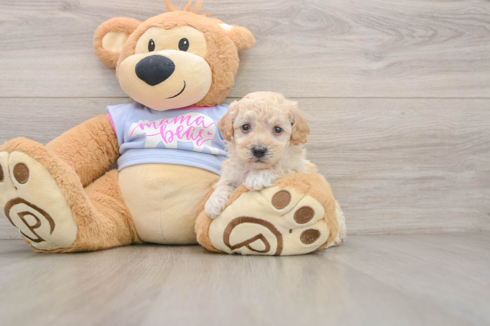 Petite Poochon Poodle Mix Pup