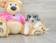 5 week old Poochon Puppy For Sale - Seaside Pups