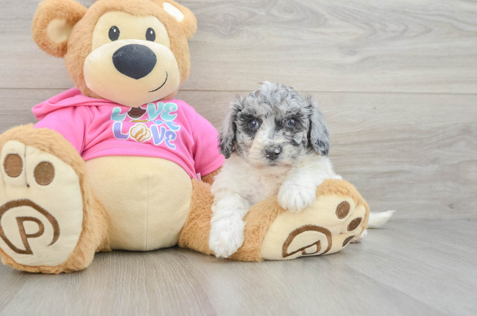 5 week old Poochon Puppy For Sale - Seaside Pups
