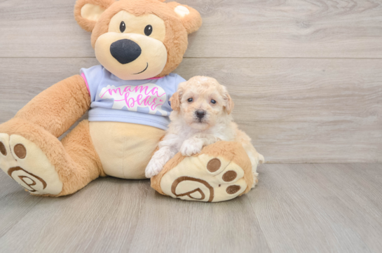 Hypoallergenic Bichpoo Poodle Mix Puppy