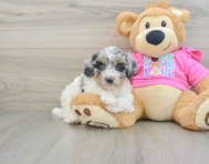 7 week old Poochon Puppy For Sale - Seaside Pups