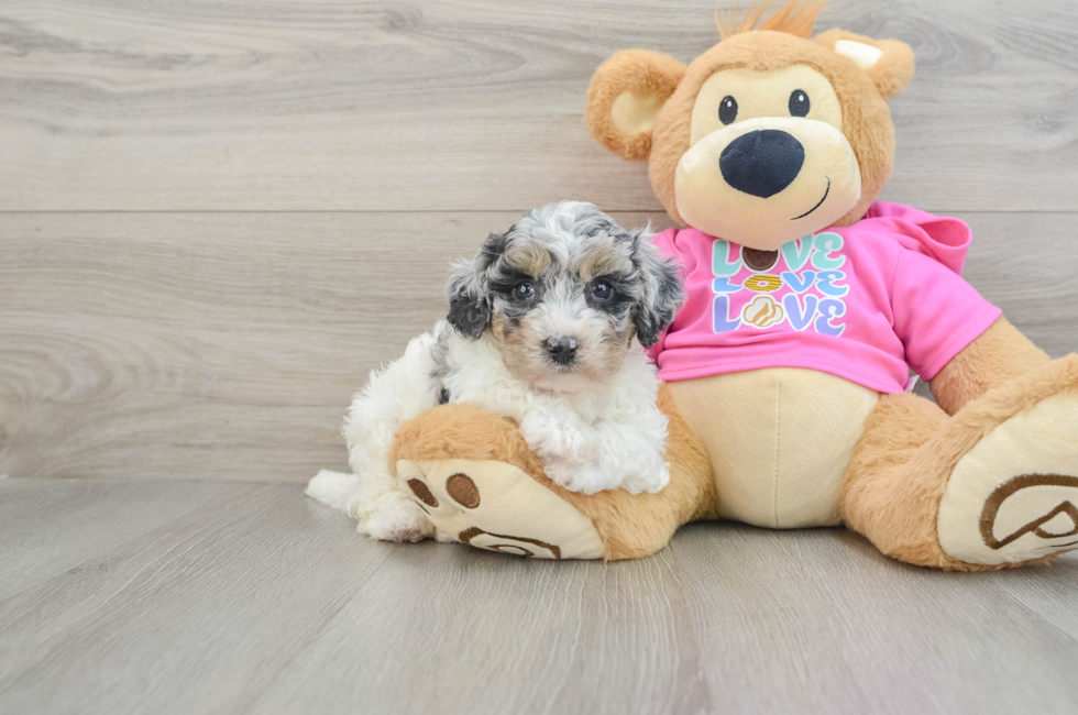 7 week old Poochon Puppy For Sale - Seaside Pups