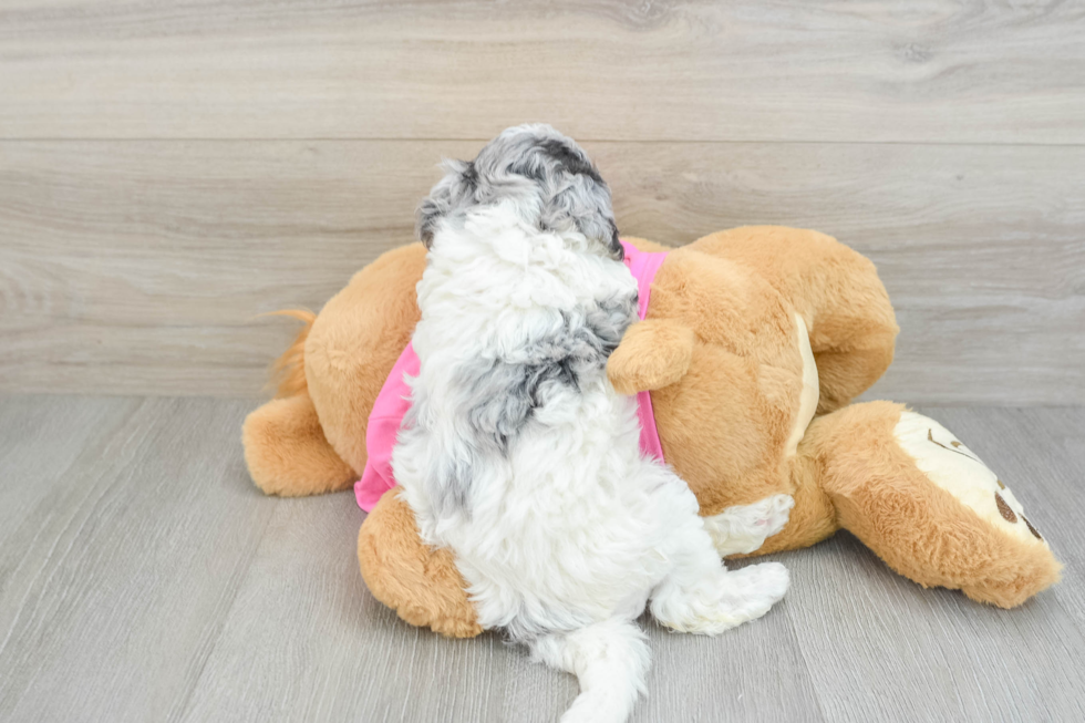 Little Bichpoo Poodle Mix Puppy