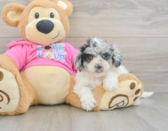 5 week old Poochon Puppy For Sale - Seaside Pups