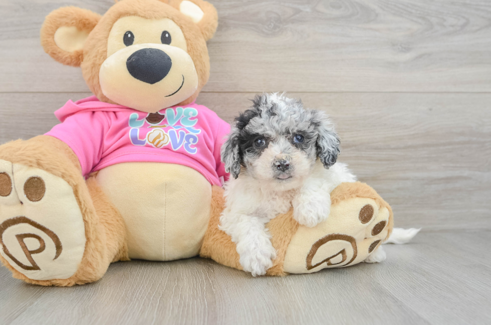 5 week old Poochon Puppy For Sale - Seaside Pups