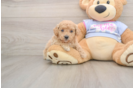 Petite Poochon Poodle Mix Pup