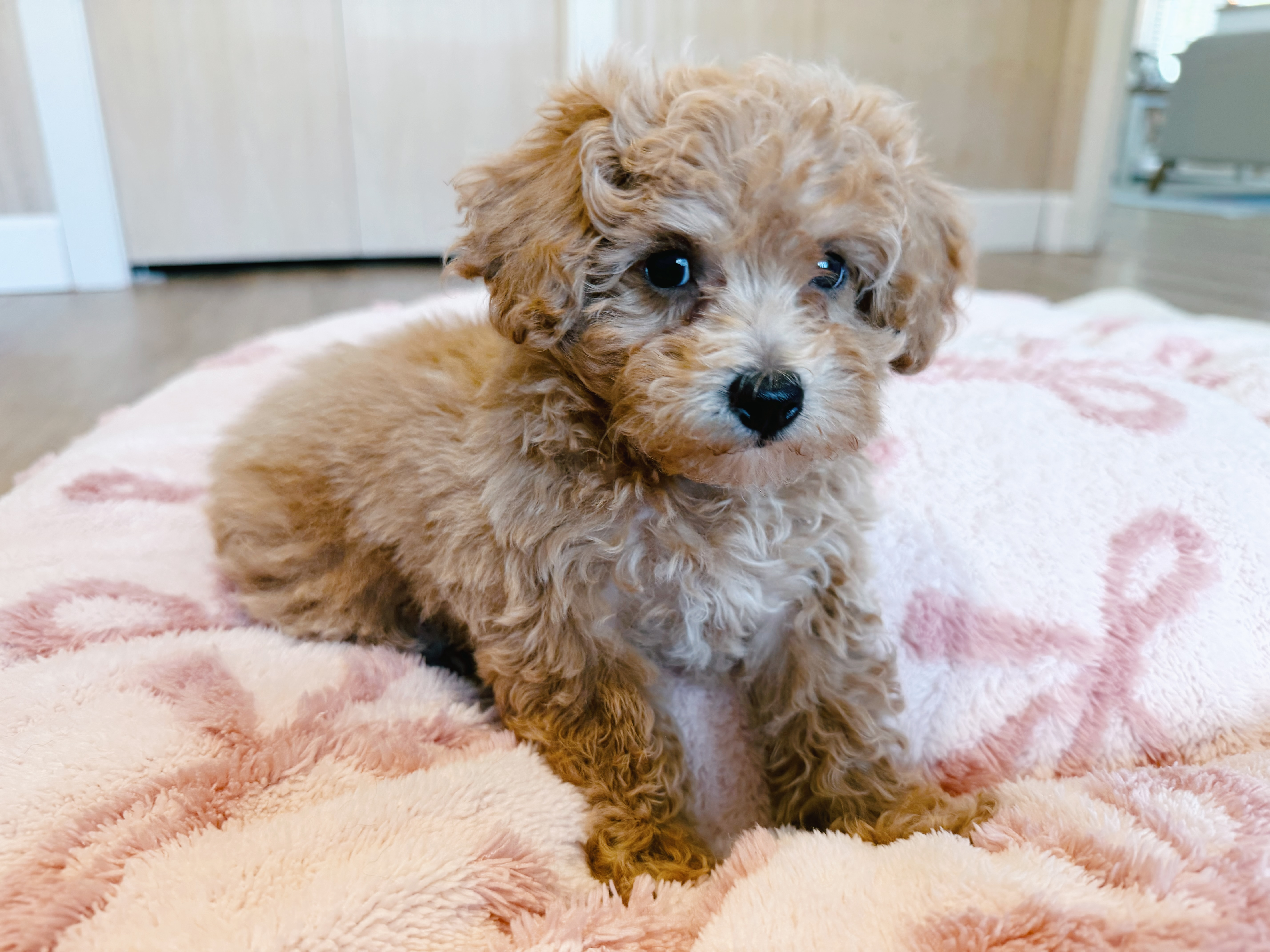 Poochon Pup Being Cute