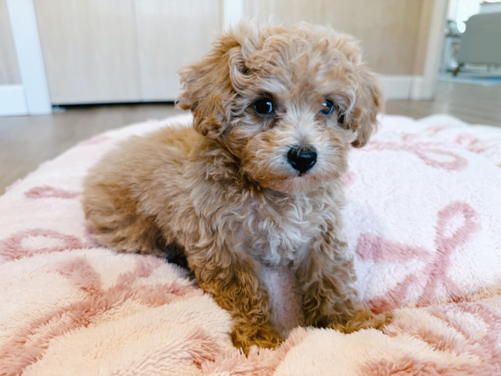 Poochon Pup Being Cute