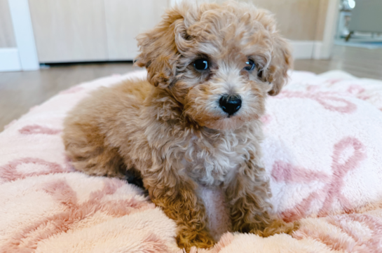Poochon Pup Being Cute