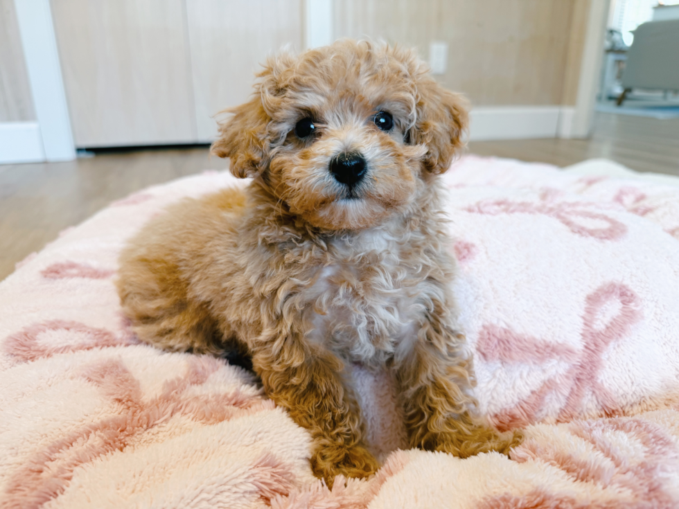 Cute Bichpoo Poodle Mix Puppy