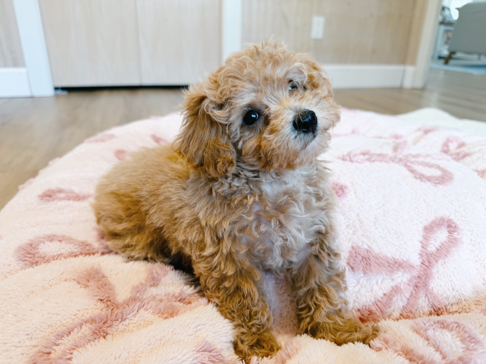 Cute Poochon Baby