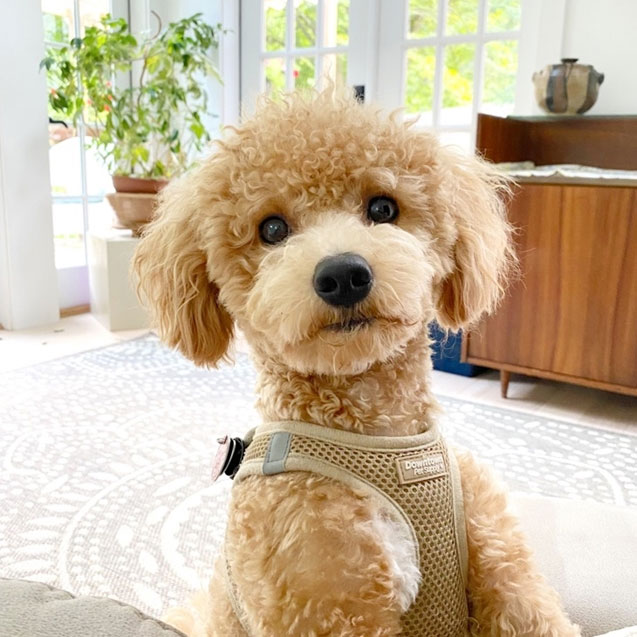 brown poochon puppies for sale