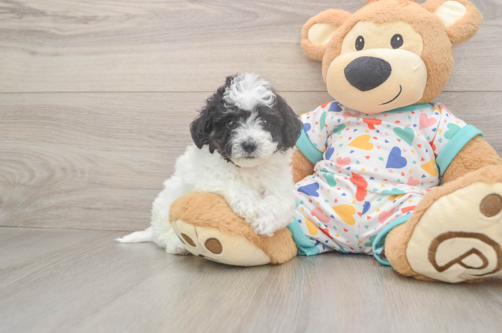 5 week old Poochon Puppy For Sale - Seaside Pups