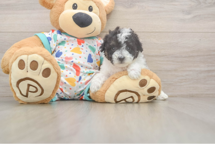 Poochon Pup Being Cute