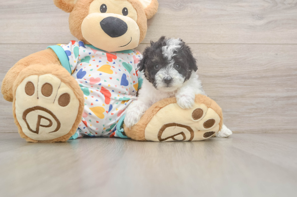 5 week old Poochon Puppy For Sale - Seaside Pups