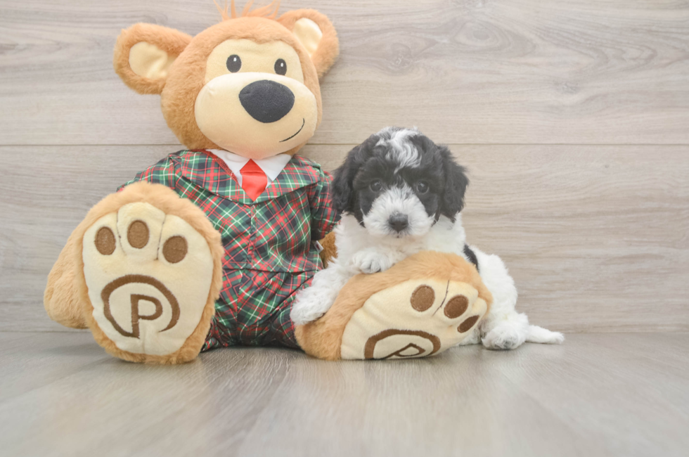 5 week old Poochon Puppy For Sale - Seaside Pups