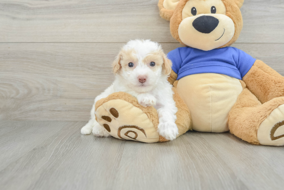 Poochon Pup Being Cute