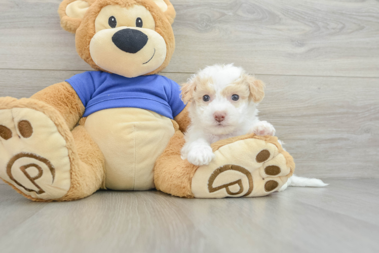 Adorable Bichpoo Poodle Mix Puppy