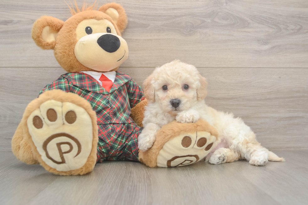 Little Bichpoo Poodle Mix Puppy