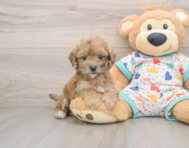 7 week old Poochon Puppy For Sale - Seaside Pups