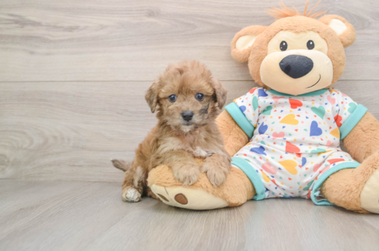 Poochon Puppy for Adoption
