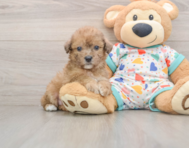 7 week old Poochon Puppy For Sale - Seaside Pups