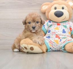 7 week old Poochon Puppy For Sale - Seaside Pups
