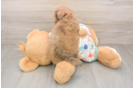 Fluffy Poochon Poodle Mix Pup