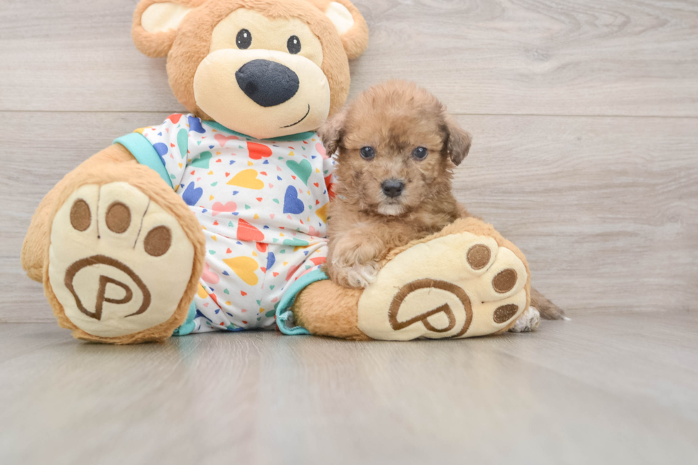 Funny Poochon Poodle Mix Pup