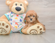 7 week old Poochon Puppy For Sale - Seaside Pups