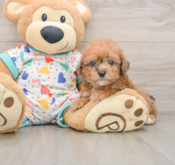 7 week old Poochon Puppy For Sale - Seaside Pups