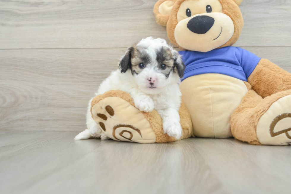 Energetic Bichpoo Poodle Mix Puppy