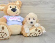 8 week old Poochon Puppy For Sale - Seaside Pups